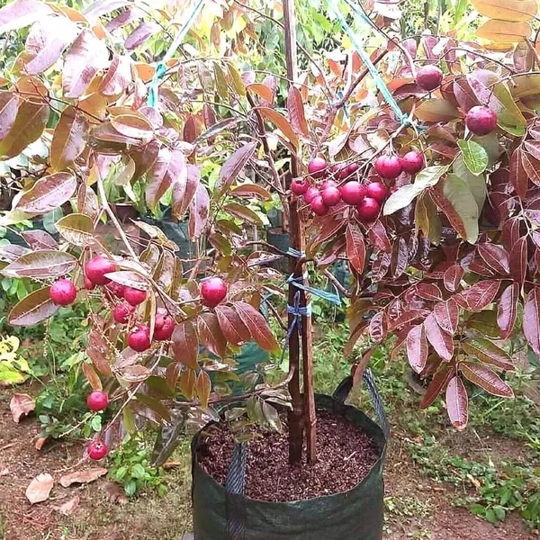 Bahan_Traders_Exclusive_Red_Dragon_Eye,_Ruby_Longan,_Red_Plus_Variety_Dimocarpus_Longan_Grafted_Fruit_Plant_With_Polybag