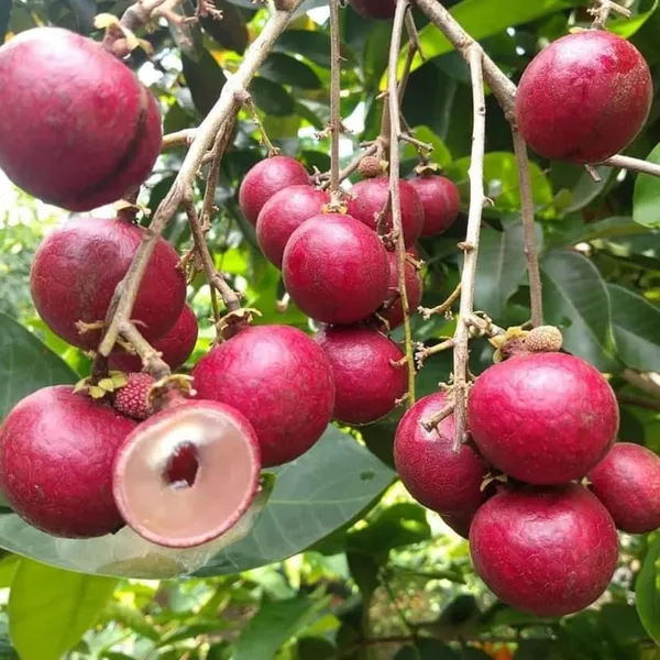 Bahan_Traders_Exclusive_Red_Dragon_Eye,_Ruby_Longan,_Red_Plus_Variety_Dimocarpus_Longan_Grafted_Fruit_Plant_With_Polybag
