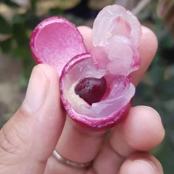 Bahan_Traders_Exclusive_Red_Dragon_Eye,_Ruby_Longan,_Red_Plus_Variety_Dimocarpus_Longan_Grafted_Fruit_Plant_With_Polybag