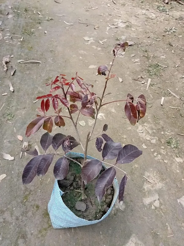 Bahan_Traders_Exclusive_Red_Dragon_Eye,_Ruby_Longan,_Red_Plus_Variety_Dimocarpus_Longan_Grafted_Fruit_Plant_With_Polybag