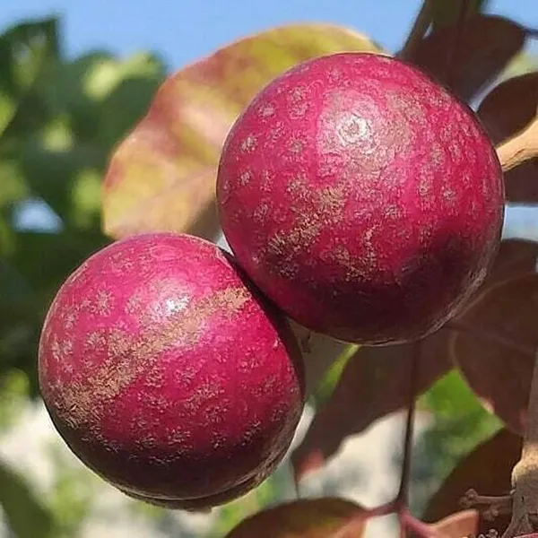 Bahan_Traders_Exclusive_Red_Dragon_Eye,_Ruby_Longan,_Red_Plus_Variety_Dimocarpus_Longan_Grafted_Fruit_Plant_With_Polybag