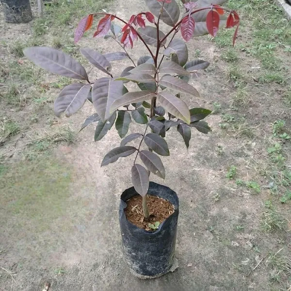 Bahan_Traders_Exclusive_Red_Dragon_Eye,_Ruby_Longan,_Red_Plus_Variety_Dimocarpus_Longan_Grafted_Fruit_Plant_With_Polybag