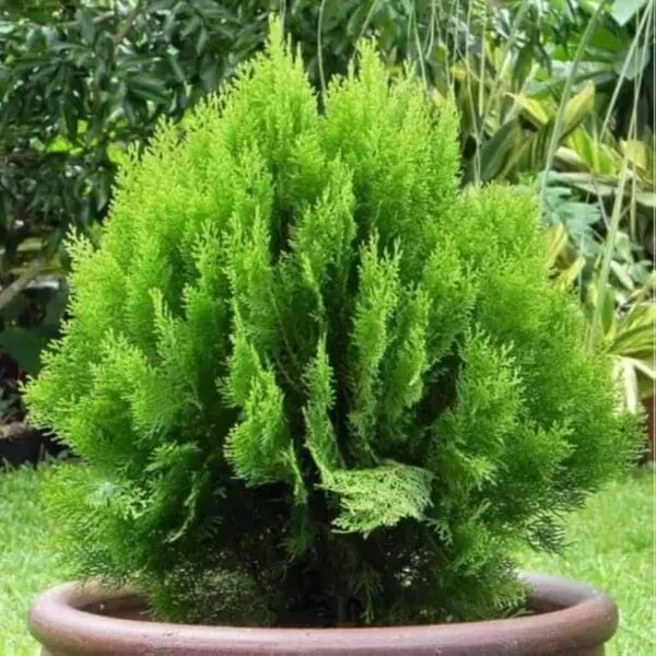 Bahan_Traders_Exclusive_Thuja_Green_Giant_Morpankhi_Live_Plant_(Arborvitae)_Fast_Growing_Evergreen_Shrub__Tree_For_Home_Garden_&_Outdoor_Landscaping__�_1_Healthy_Live_Plant_In_Grower_Pot__Polybag