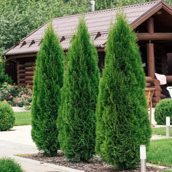 Bahan_Traders_Exclusive_Thuja_Green_Giant_Morpankhi_Live_Plant_(Arborvitae)_Fast_Growing_Evergreen_Shrub__Tree_For_Home_Garden_&_Outdoor_Landscaping__�_1_Healthy_Live_Plant_In_Grower_Pot__Polybag