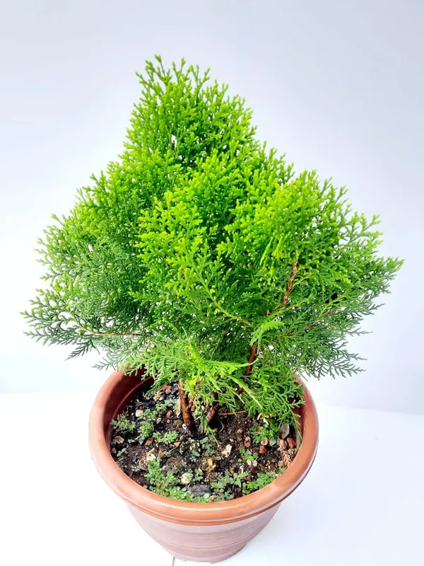 Bahan_Traders_Exclusive_Thuja_Green_Giant_Morpankhi_Live_Plant_(Arborvitae)_Fast_Growing_Evergreen_Shrub__Tree_For_Home_Garden_&_Outdoor_Landscaping__�_1_Healthy_Live_Plant_In_Grower_Pot__Polybag