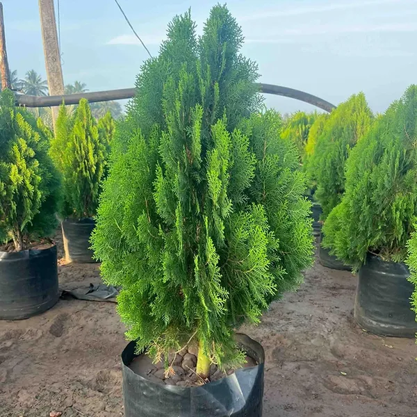 Bahan_Traders_Exclusive_Thuja_Green_Giant_Morpankhi_Live_Plant_(Arborvitae)_Fast_Growing_Evergreen_Shrub__Tree_For_Home_Garden_&_Outdoor_Landscaping__�_1_Healthy_Live_Plant_In_Grower_Pot__Polybag