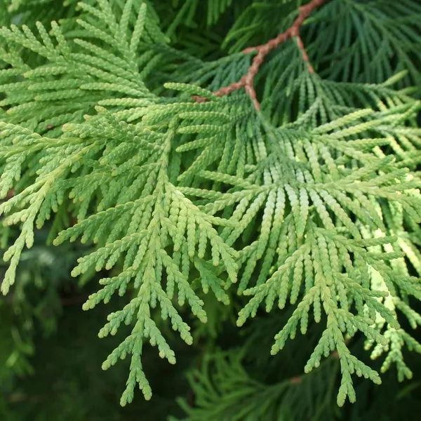 Bahan_Traders_Exclusive_Thuja_Green_Giant_Morpankhi_Live_Plant_(Arborvitae)_Fast_Growing_Evergreen_Shrub__Tree_For_Home_Garden_&_Outdoor_Landscaping__�_1_Healthy_Live_Plant_In_Grower_Pot__Polybag
