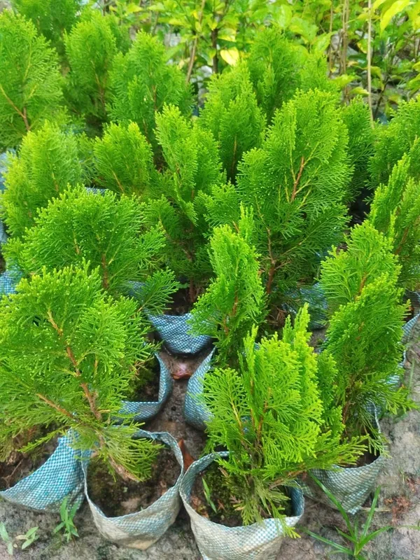 Bahan_Traders_Exclusive_Thuja_Green_Giant_Morpankhi_Live_Plant_(Arborvitae)_Fast_Growing_Evergreen_Shrub__Tree_For_Home_Garden_&_Outdoor_Landscaping__�_1_Healthy_Live_Plant_In_Grower_Pot__Polybag