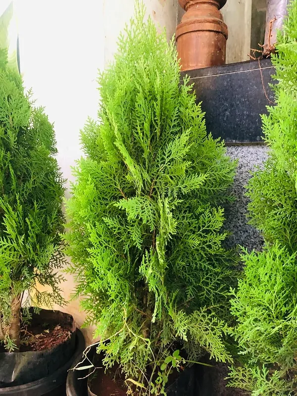 Bahan_Traders_Exclusive_Thuja_Green_Giant_Morpankhi_Live_Plant_(Arborvitae)_Fast_Growing_Evergreen_Shrub__Tree_For_Home_Garden_&_Outdoor_Landscaping__�_1_Healthy_Live_Plant_In_Grower_Pot__Polybag