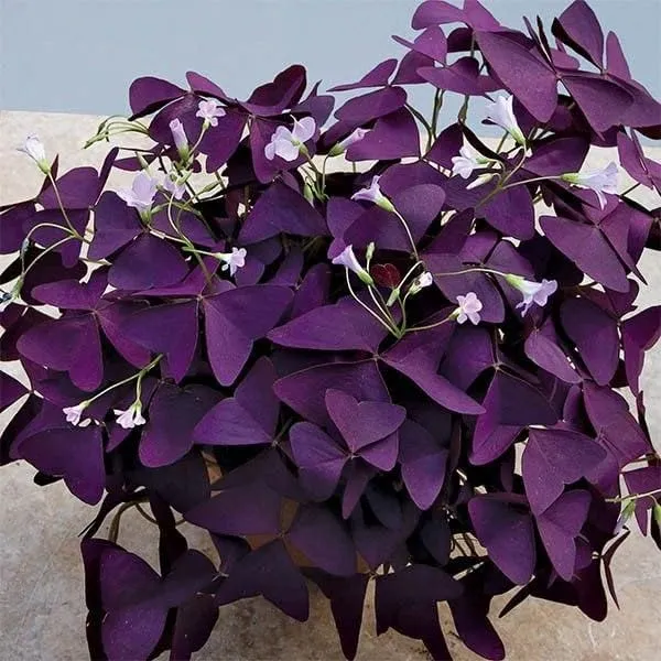 Bahan_Traders_Oxalis_Triangularis_Purple_Shamrock_Aromatic_Flower_Live_Purple_Butterfly_Plant_With_Pot_For_Home