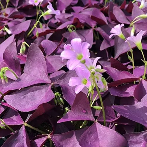 Bahan_Traders_Oxalis_Triangularis_Purple_Shamrock_Aromatic_Flower_Live_Purple_Butterfly_Plant_With_Pot_For_Home