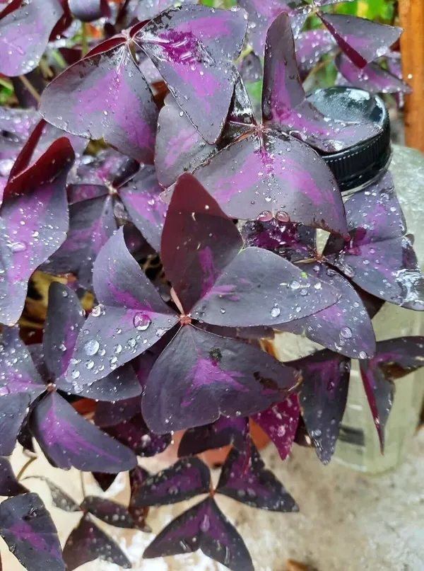 Bahan_Traders_Oxalis_Triangularis_Purple_Shamrock_Aromatic_Flower_Live_Purple_Butterfly_Plant_With_Pot_For_Home