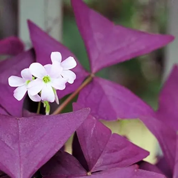 Bahan_Traders_Oxalis_Triangularis_Purple_Shamrock_Aromatic_Flower_Live_Purple_Butterfly_Plant_With_Pot_For_Home