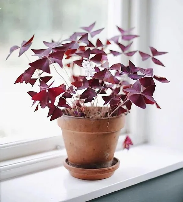 Bahan_Traders_Oxalis_Triangularis_Purple_Shamrock_Aromatic_Flower_Live_Purple_Butterfly_Plant_With_Pot_For_Home