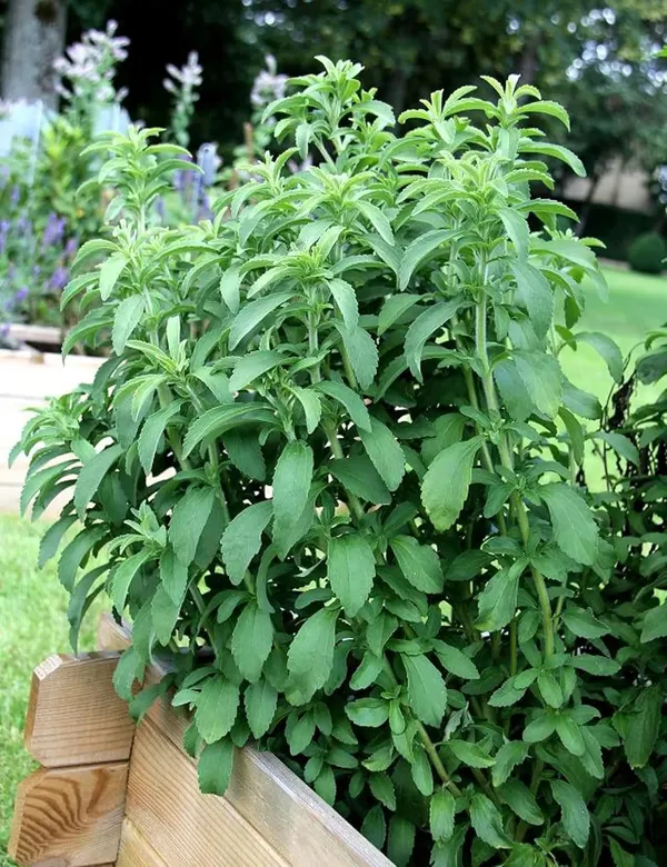 Bahan_Traders_Rare_Stevia_Plant_Stevia_Rebaudiana_Sweet_Leaves_Live_Natural_Sugar_Alternative_Edible_Herb_Plant_With_Polybag