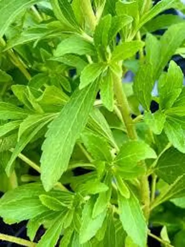 Bahan_Traders_Rare_Stevia_Plant_Stevia_Rebaudiana_Sweet_Leaves_Live_Natural_Sugar_Alternative_Edible_Herb_Plant_With_Polybag