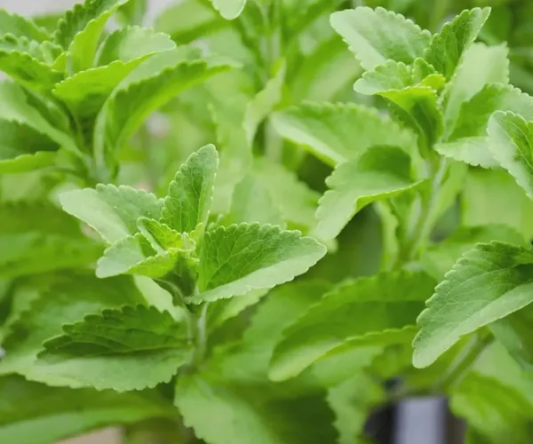 Bahan_Traders_Rare_Stevia_Plant_Stevia_Rebaudiana_Sweet_Leaves_Live_Natural_Sugar_Alternative_Edible_Herb_Plant_With_Polybag
