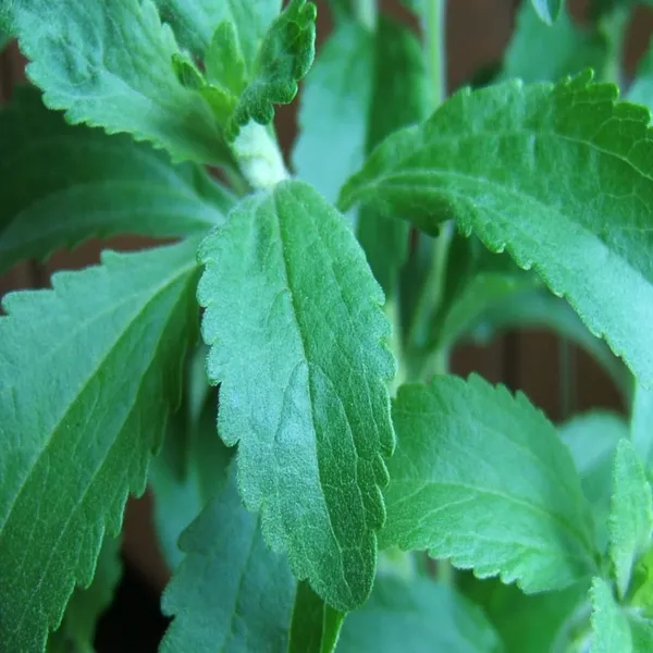 Bahan_Traders_Rare_Stevia_Plant_Stevia_Rebaudiana_Sweet_Leaves_Live_Natural_Sugar_Alternative_Edible_Herb_Plant_With_Polybag