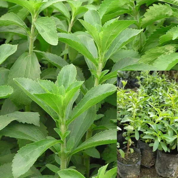 Bahan_Traders_Rare_Stevia_Plant_Stevia_Rebaudiana_Sweet_Leaves_Live_Natural_Sugar_Alternative_Edible_Herb_Plant_With_Polybag