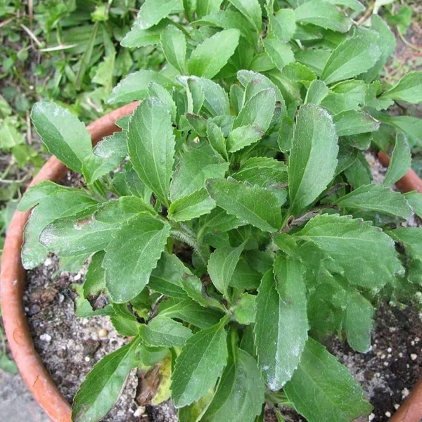 Bahan_Traders_Rare_Stevia_Plant_Stevia_Rebaudiana_Sweet_Leaves_Live_Natural_Sugar_Alternative_Edible_Herb_Plant_With_Polybag