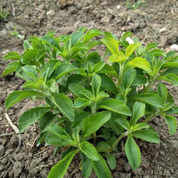 Bahan_Traders_Rare_Stevia_Plant_Stevia_Rebaudiana_Sweet_Leaves_Live_Natural_Sugar_Alternative_Edible_Herb_Plant_With_Polybag