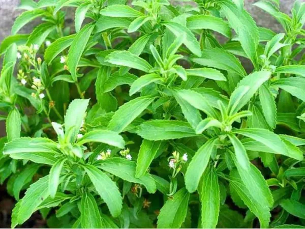 Bahan_Traders_Rare_Stevia_Plant_Stevia_Rebaudiana_Sweet_Leaves_Live_Natural_Sugar_Alternative_Edible_Herb_Plant_With_Polybag