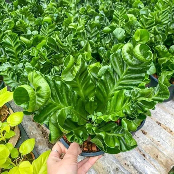 Bahan_Traders_Imported_Air_Purifying_Cobra_Fern_Green_Asplenium_Nidus_Natural_Live_Indoor_Plant_With_Nursery_Grower_Pot_For_Home_&_Office
