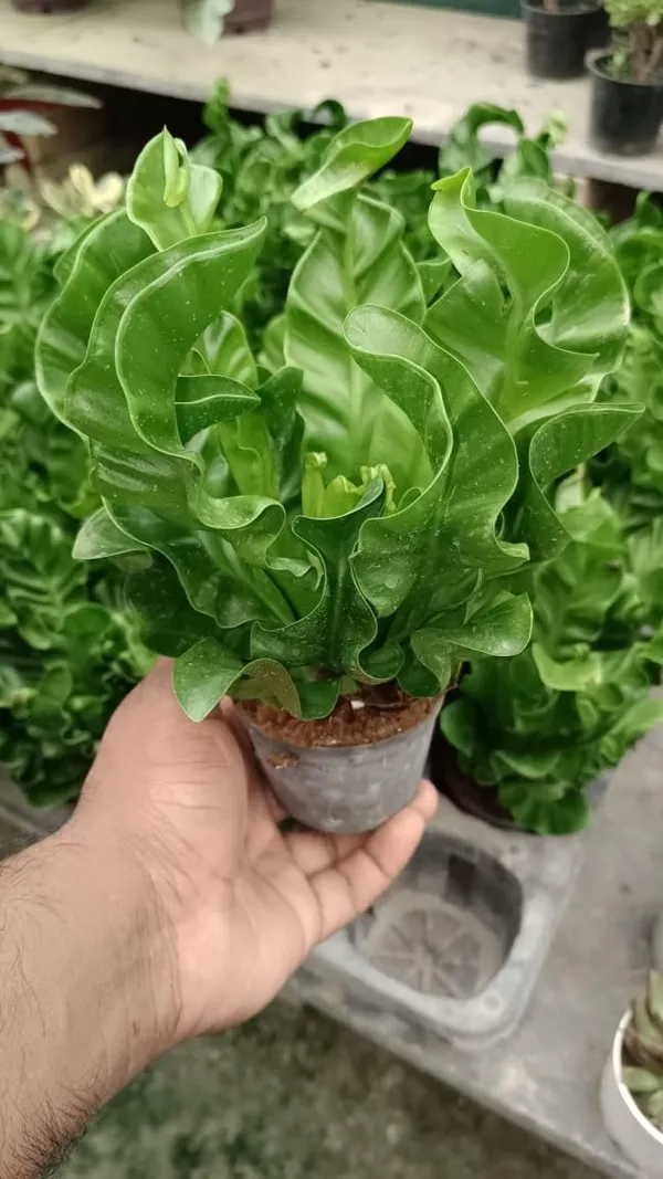 Bahan_Traders_Imported_Air_Purifying_Cobra_Fern_Green_Asplenium_Nidus_Natural_Live_Indoor_Plant_With_Nursery_Grower_Pot_For_Home_&_Office