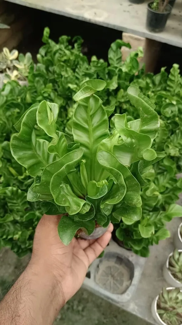 Bahan_Traders_Imported_Air_Purifying_Cobra_Fern_Green_Asplenium_Nidus_Natural_Live_Indoor_Plant_With_Nursery_Grower_Pot_For_Home_&_Office