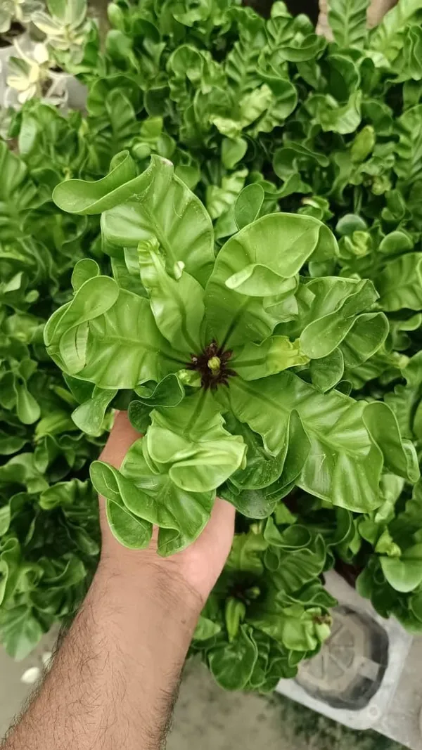 Bahan_Traders_Imported_Air_Purifying_Cobra_Fern_Green_Asplenium_Nidus_Natural_Live_Indoor_Plant_With_Nursery_Grower_Pot_For_Home_&_Office