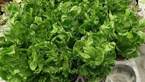 Bahan_Traders_Imported_Air_Purifying_Cobra_Fern_Green_Asplenium_Nidus_Natural_Live_Indoor_Plant_With_Nursery_Grower_Pot_For_Home_&_Office