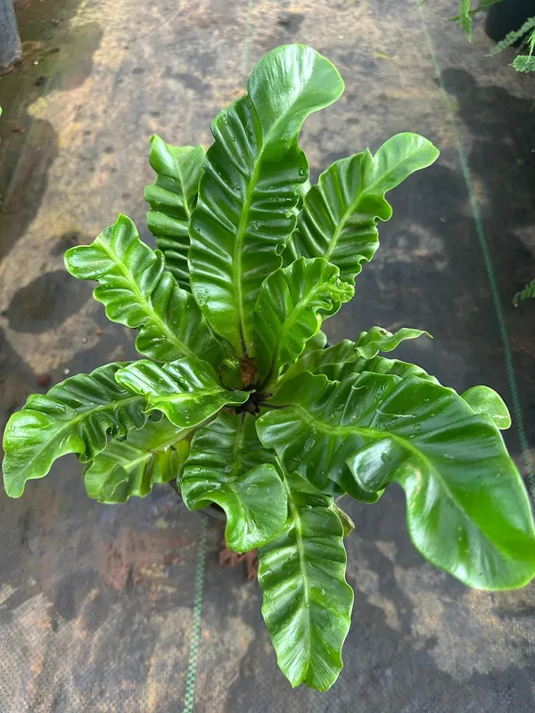 Bahan_Traders_Imported_Air_Purifying_Cobra_Fern_Green_Asplenium_Nidus_Natural_Live_Indoor_Plant_With_Nursery_Grower_Pot_For_Home_&_Office