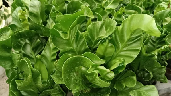 Bahan_Traders_Imported_Air_Purifying_Cobra_Fern_Green_Asplenium_Nidus_Natural_Live_Indoor_Plant_With_Nursery_Grower_Pot_For_Home_&_Office