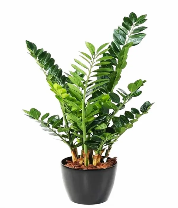 Bahan_Traders_Live_ZZ_Plant_–_Green_Zamia_Zamioculcas_Zamiifolia_'Raven',_Rare_Exotic_Air_Purifier_Indoor_Succulent_with_4"_Pot