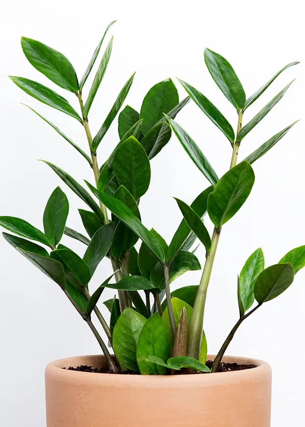 Bahan_Traders_Live_ZZ_Plant_–_Green_Zamia_Zamioculcas_Zamiifolia_'Raven',_Rare_Exotic_Air_Purifier_Indoor_Succulent_with_4"_Pot