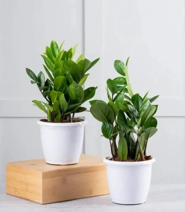 Bahan_Traders_Live_ZZ_Plant_–_Green_Zamia_Zamioculcas_Zamiifolia_'Raven',_Rare_Exotic_Air_Purifier_Indoor_Succulent_with_4"_Pot