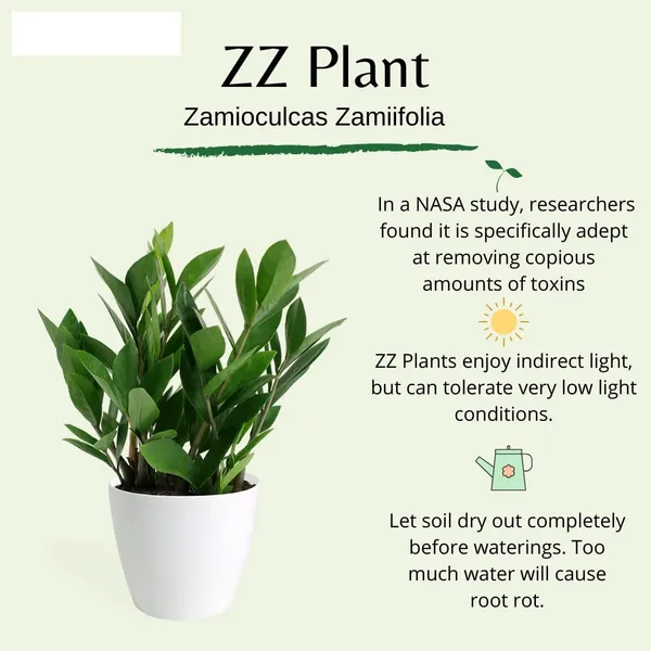 Bahan_Traders_Live_ZZ_Plant_–_Green_Zamia_Zamioculcas_Zamiifolia_'Raven',_Rare_Exotic_Air_Purifier_Indoor_Succulent_with_4"_Pot