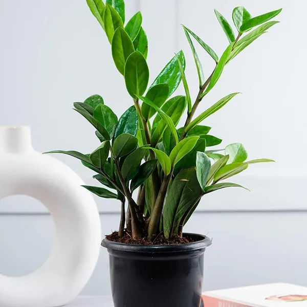 Bahan_Traders_Live_ZZ_Plant_–_Green_Zamia_Zamioculcas_Zamiifolia_'Raven',_Rare_Exotic_Air_Purifier_Indoor_Succulent_with_4"_Pot