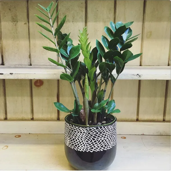 Bahan_Traders_Live_ZZ_Plant_–_Green_Zamia_Zamioculcas_Zamiifolia_'Raven',_Rare_Exotic_Air_Purifier_Indoor_Succulent_with_4"_Pot