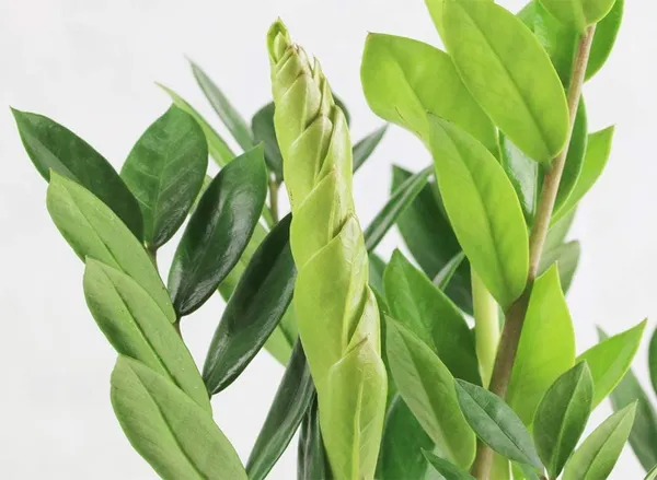 Bahan_Traders_Live_ZZ_Plant_–_Green_Zamia_Zamioculcas_Zamiifolia_'Raven',_Rare_Exotic_Air_Purifier_Indoor_Succulent_with_4"_Pot
