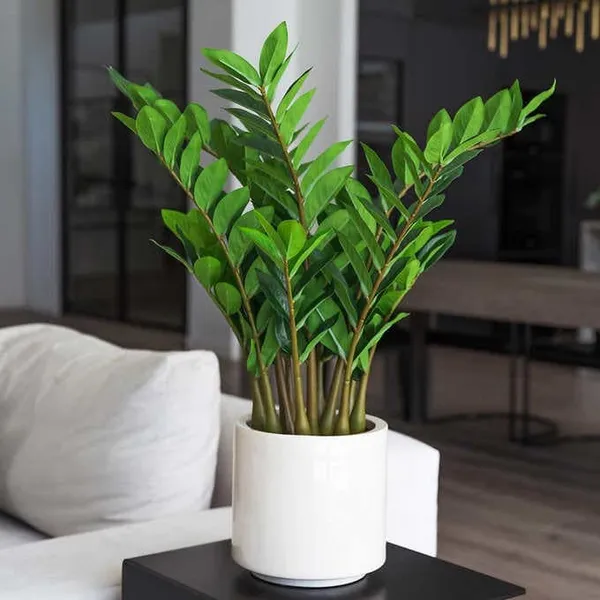 Bahan_Traders_Live_ZZ_Plant_–_Green_Zamia_Zamioculcas_Zamiifolia_'Raven',_Rare_Exotic_Air_Purifier_Indoor_Succulent_with_4"_Pot