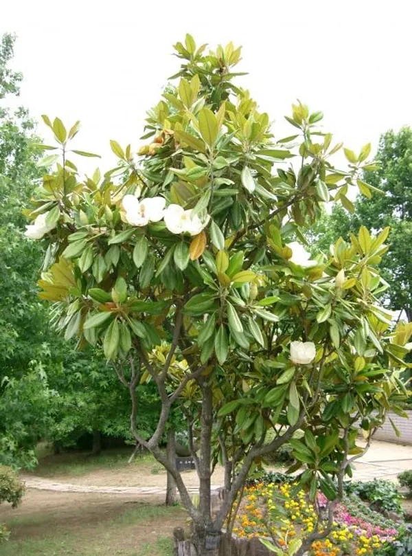 Bahan_Traders_Rare_Southern_Magnolia_White_(Magnolia_Grandiflora)_Him_Champa_Rukh_Kamal_Udaypadma_Oothambal_Lily_Tree_Parijaat_Live_Plant