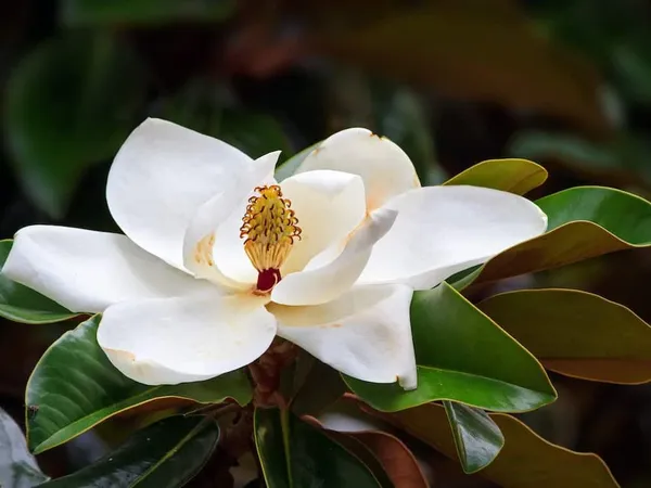 Bahan_Traders_Rare_Southern_Magnolia_White_(Magnolia_Grandiflora)_Him_Champa_Rukh_Kamal_Udaypadma_Oothambal_Lily_Tree_Parijaat_Live_Plant