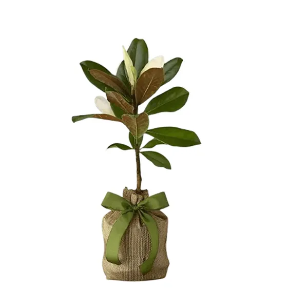 Bahan_Traders_Rare_Southern_Magnolia_White_(Magnolia_Grandiflora)_Him_Champa_Rukh_Kamal_Udaypadma_Oothambal_Lily_Tree_Parijaat_Live_Plant