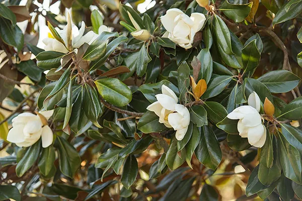Bahan_Traders_Rare_Southern_Magnolia_White_(Magnolia_Grandiflora)_Him_Champa_Rukh_Kamal_Udaypadma_Oothambal_Lily_Tree_Parijaat_Live_Plant