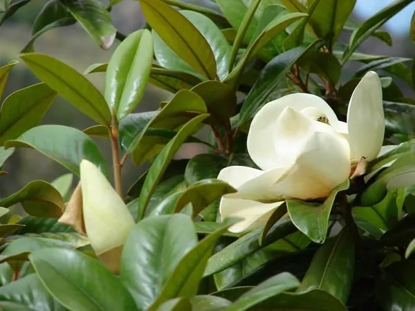 Bahan_Traders_Rare_Southern_Magnolia_White_(Magnolia_Grandiflora)_Him_Champa_Rukh_Kamal_Udaypadma_Oothambal_Lily_Tree_Parijaat_Live_Plant