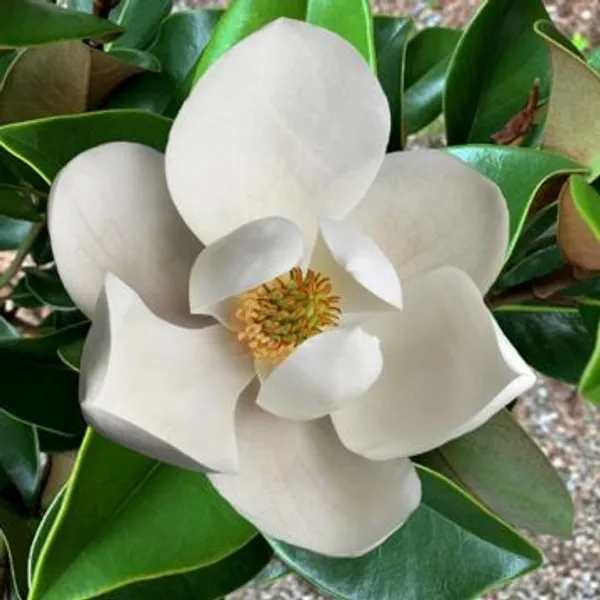 Bahan_Traders_Rare_Southern_Magnolia_White_(Magnolia_Grandiflora)_Him_Champa_Rukh_Kamal_Udaypadma_Oothambal_Lily_Tree_Parijaat_Live_Plant