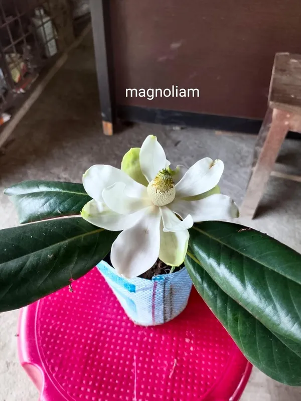 Bahan_Traders_Rare_Southern_Magnolia_White_(Magnolia_Grandiflora)_Him_Champa_Rukh_Kamal_Udaypadma_Oothambal_Lily_Tree_Parijaat_Live_Plant