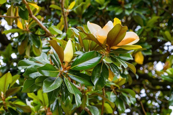 Bahan_Traders_Rare_Southern_Magnolia_White_(Magnolia_Grandiflora)_Him_Champa_Rukh_Kamal_Udaypadma_Oothambal_Lily_Tree_Parijaat_Live_Plant