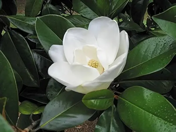 Bahan_Traders_Rare_Southern_Magnolia_White_(Magnolia_Grandiflora)_Him_Champa_Rukh_Kamal_Udaypadma_Oothambal_Lily_Tree_Parijaat_Live_Plant